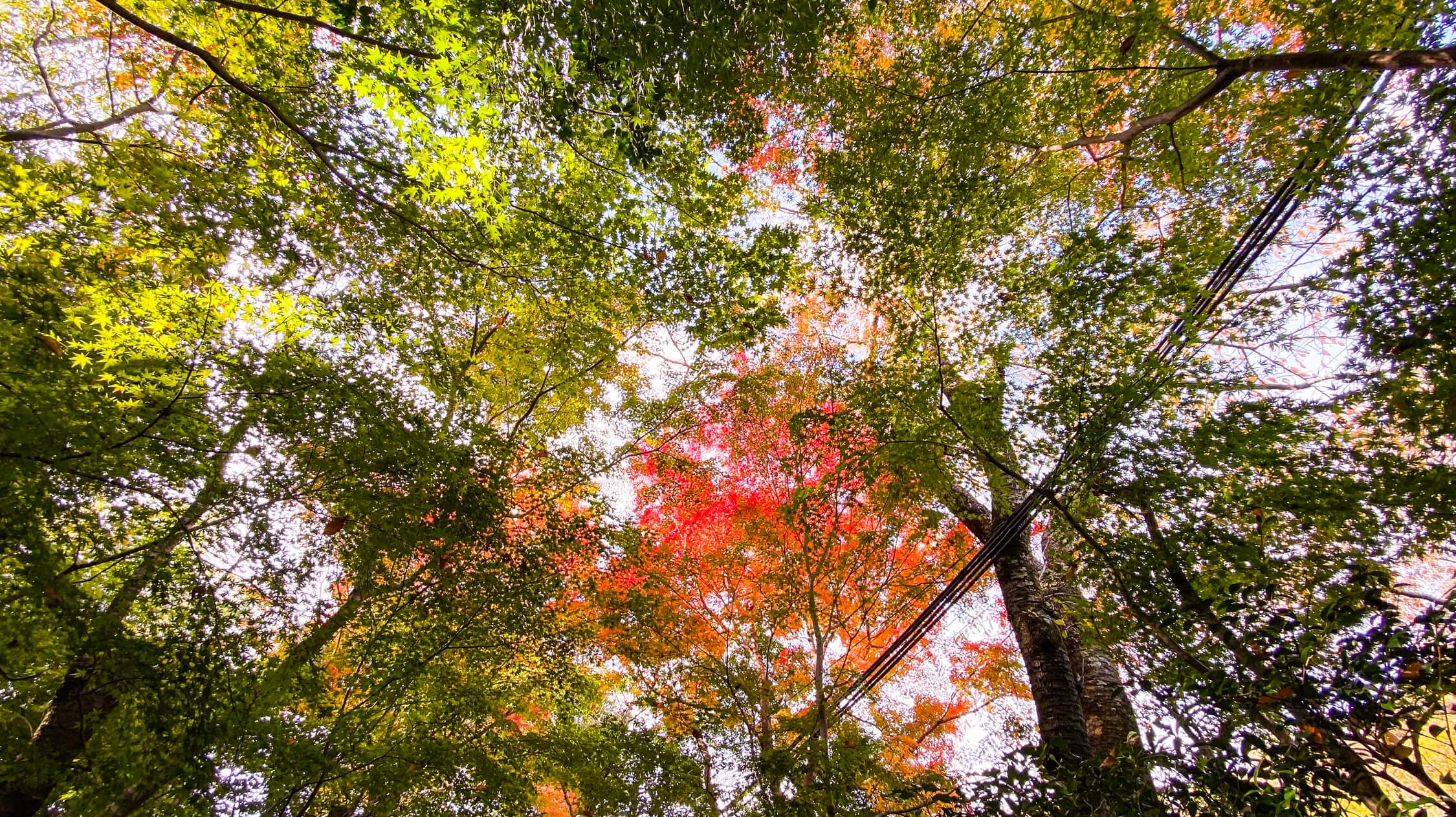 autumn-in-kyoto